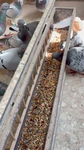 Whats inside the feeder? Racing Pigeons