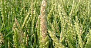 Wheat School: Take Aim at Fusarium with Spraying Fundamentals