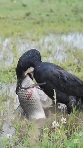 957K views · 2.6K reactions | Great Cormorant  #birds | Mortaza | Facebook