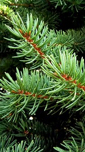 Les aiguilles de sapin comestibles🌲 On associe souvent le sapin à Noël, mais saviez-vous que ses aiguilles sont bien plus qu’un simple décor festif ? Riches en arômes et en bienfaits, elles méritent qu’on leur accorde une attention particulière. Aujourd’hui, on explore ensemble comment les reconnaître, où les trouver, et leurs nombreuses vertus. Pour bien identifier les espèces comestibles (et éviter de tomber sur l’if, très toxique), voici quelques astuces : - Sapin blanc (Abies alba) : Les ai