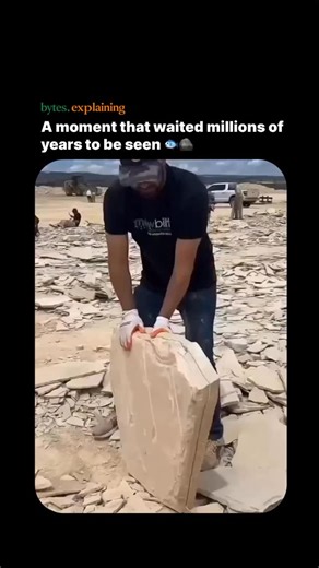Viral_hub on Instagram: "A perfectly preserved fish fossil revealed inside a limestone slab offers a rare window into Earth’s deep past. Millions of years ago, this fish settled onto the floor of a calm lake or sea and was rapidly buried by fine sediment, shielding it from scavengers and decay. Over immense spans of time, minerals slowly replaced its organic tissues in a process called fossilization, turning bone, fins, and structure into stone while preserving astonishing detail. When the limes
