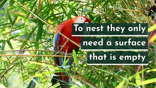 5 fun facts about parrots