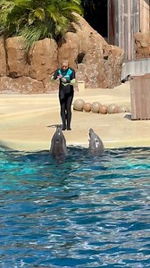 Sound on, Dolphins blowhole! #useful #comunication #demonstration #Amazing | Travisandcousins
