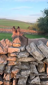 Who loves donkey 😍❤️🫏 @donkey_familyy | Donkey family