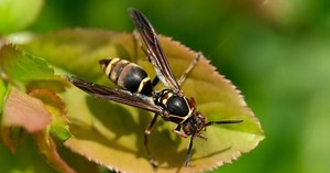 Here's what to do if you spot an Asian hornet
