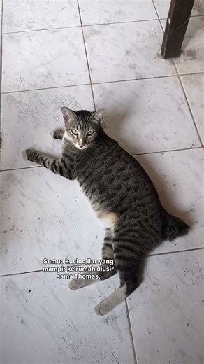Kucing Persia Hamil yang dibuang