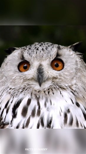 Night Hunter Owl 😱 | Silent Hunter