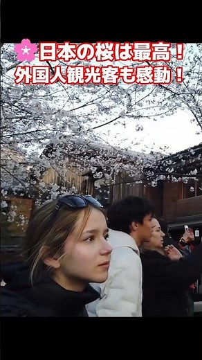 🌸なんてキレイな桜！！外国人観光客が京都・祇園白川の桜を満喫！日本の伝統的な街並みと桜に感動する外国人観光客 #外国人の反応 #桜 #京都