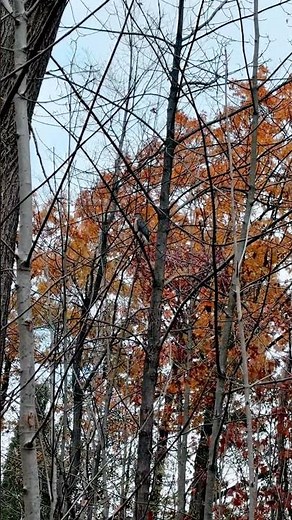 Wild Cooper's Hawk Hunting In The Forest 🌲🐦‍🔥#nature #hawk #wildlife