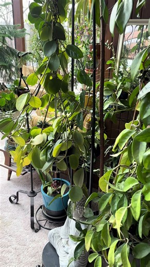 Dealing with Scale on Hoya Plants in the Greenhouse