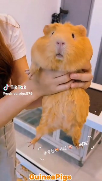 Cute Squeaky Noisy Guinea Pig Moments