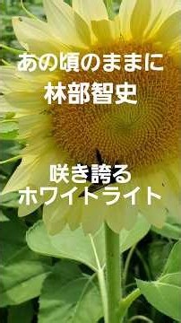 あの頃のままに(林部智史) #love #song #music #林部智史 #shorts #shortvideo #like #ひまわり畑 #art #osaka #sunflower #癒し