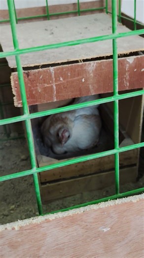 silip muna sa mga columbiana #serama #chicken #freerangechickens #freerangeeggs #malaysianserama