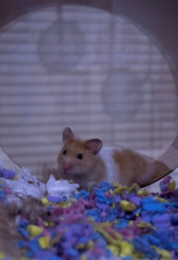 Understanding Hamster Lifespan and Care