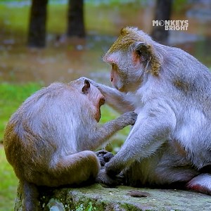 8.8K views · 307 reactions | Funny Jinx seem so hungry trying to lure mum for milk but mum not allowed | 古风好剧 | Facebook