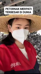 Ini dia peternakan merpati terbesar di dunia | Anza Ku