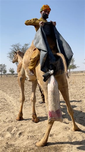 This Camel Reaction Is Everything 😂