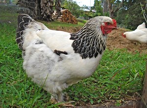 Brahma pictures, video, information and chicks. - Chicken Breeds List