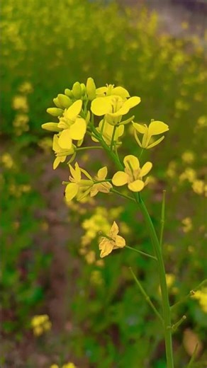 mustard flower #mustardflower #mustardfarming #shorts