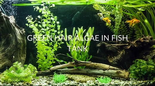 7 Causes Of Green Hair Algae In Fish Tank (& What To Do)