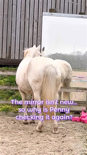 Watch How My Horse Investigates The Mirror… #calmhorsesbrightminds