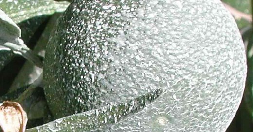 Kaolin Clay: Tips On Using Kaolin Clay For Organic Garden Insect Control