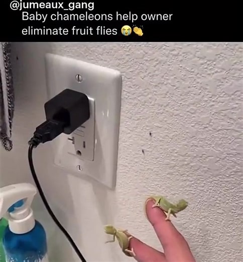 #chameleon#bug#eat#tongue#ants 🤗