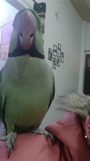 17A86 #shortfeed #talkingparot #parrotparrot #youtubeshorts #birds #petbird #shorts