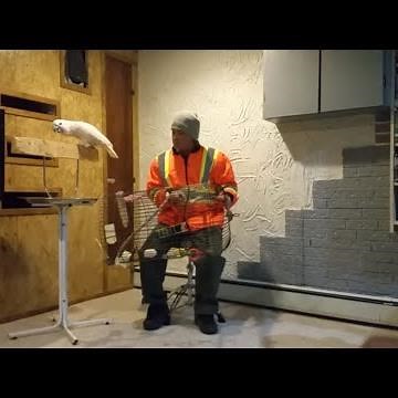 THE CURSING PARROT: HOW TO CURSE