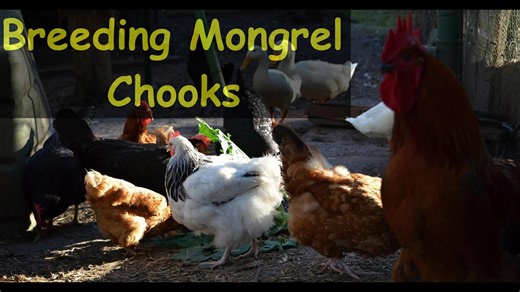 Raising cross bred mongrel chickens