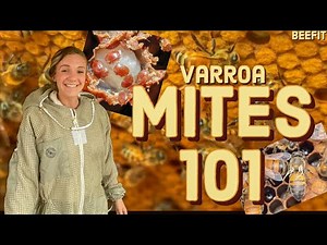 Varroa Mites 101 | What EVERY Beekeeper Needs To Know! #beekeeping
