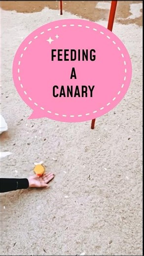 FEEDING A CANARY 🦜🇲🇾♥️ #BIRDFEEDING #CANARY #NATURE