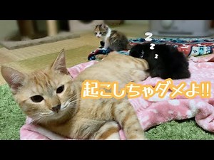 子猫が足元で寝落ちたら不審な猫がいても微動だにしない先住猫