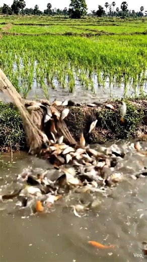 #desi #fishing #carpfishing #fish #fishlife #villagelifestyle #machali #fishvlog #shorts #viralvideo