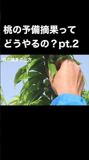 予備摘果の流れを最初から最後まで。【桃の予備摘果】 #農業 #桃 #摘果 #shorts