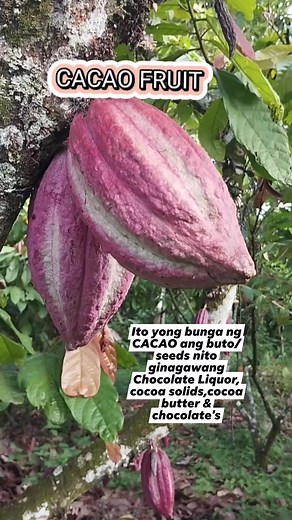18 reactions · 29 shares | CACAO (cacao tree or cocoa tree) is a small (6–12 m (20–39 ft) tall) evergreen tree in the family Malvaceae. Its seeds, cocoa beans, are used to make chocolate liquor, cocoa solids, cocoa butter and chocolate #cacao #cocoa #cacaopods #cacaofruit #cacaotree #chocolatetree #amazingtree Mamalyn's Garden | Mamalyn's Garden | Facebook