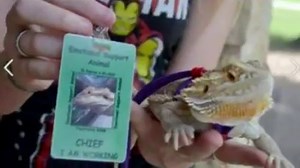 101K views · 1.2K reactions | Ducks and pigs and lizards, oh my!...