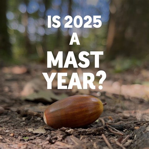 161K views · 2K reactions | Is 2025 a mast year?   A mast year is...