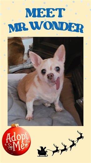 🐾Meet Mr. Wonder🐾 Rescued on: 12/12/2018 From: @sdhumanesociety , San Diego Humane Society Breed: Chihuahua Mix Gender: Male Date of Birth: 12/14/2010 🐶💙🐶 Visit our website to read more about Mr. Wonder and apply to adopt. secondchancedogrescue.org ✨️🐕🐾 #dogs #foster #adopt #donate #volunteer #adoptabledogs #adoptable #SecondChanceDogRescueSanDiego #secondchancedogrescue #sandiego #SeniorDogsRock #chihuahua #seniordog | Second Chance Dog Rescue, San Diego, California