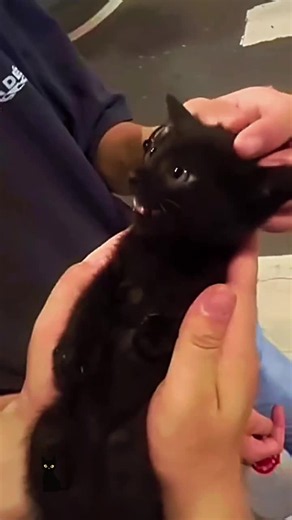 Funny Black Cat Moments Compilation