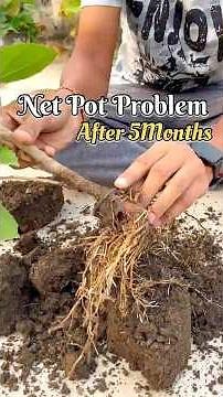 Net Pot Problem In Plant After 5 Months Results | Plants Net Pot Problem #netpositive #plantnetpot