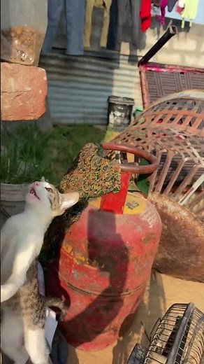 kitten meowing to attract cats