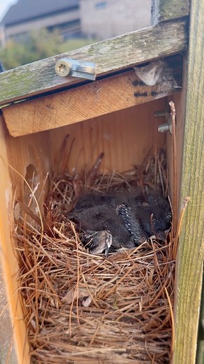 6.4K views · 203 reactions | My first clutch of bluebirds in almost two years! These native birds are so beneficial to gardens because they help control garden pests. #bluebird #naturalpestcontrol #organicpestcontrol #nativebirds #gardenfriends #birds | From Dream to Seed | Facebook
