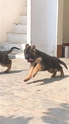 long hair puppies available