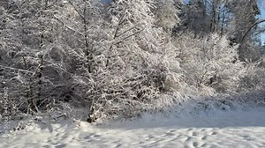 Fabulous snow covered trees, branches twigs in the winter forest. Sunny winter day, cold northern nature scenery