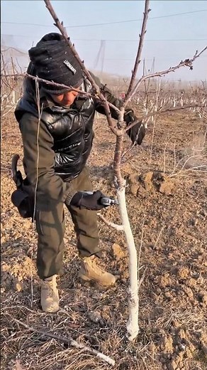 Pruning Young Cherry Trees the Right Way | Beginner Guide#satisfying #pruning #shotsvideo