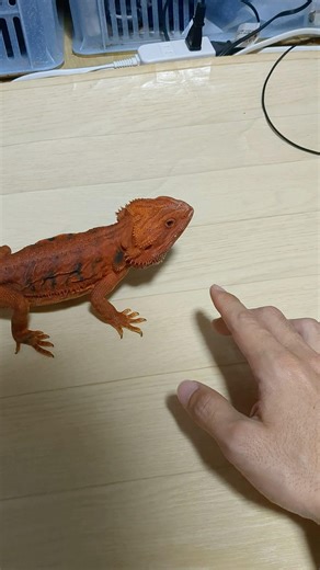 【学習能力】飼い主をなめてかかるフトアゴヒゲトカゲ