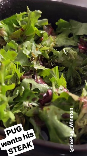 Pug wants his steak now! #pug #steak | Winston The Pug