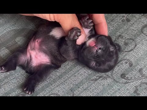 Adorable French Bulldog Puppies: First Days of Life & Heartwarming Moments.