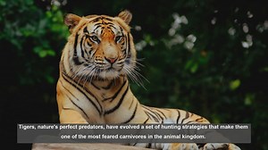10 Unique Tiger Hunting Strategies: How They Dominate as Predators